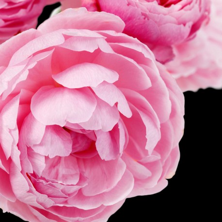 Yodeyma - Dinara 50ml