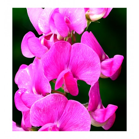 Yodeyma - Poetic 15ml