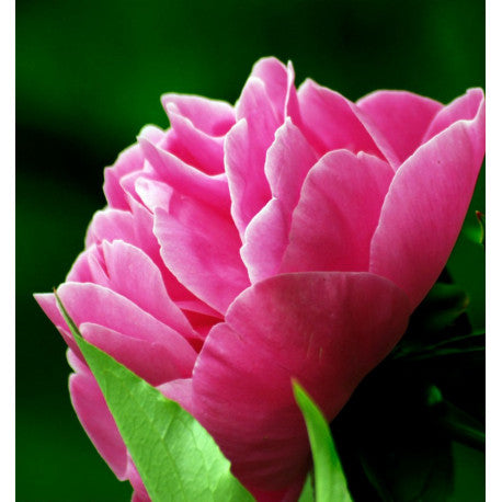 Yodeyma - Seduccion 15ml