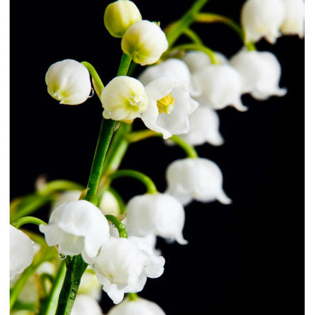 Yodeyma - Seduccion 15ml